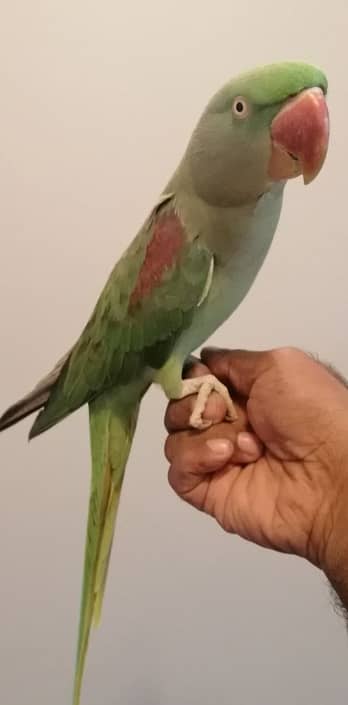 Pahari male
