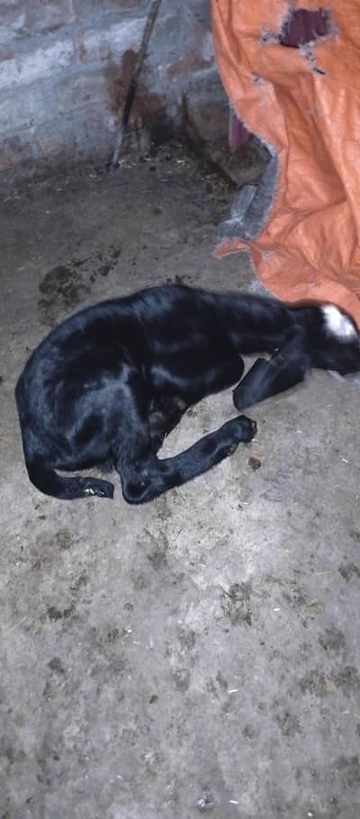 Rajan puri bakri for sale with baby