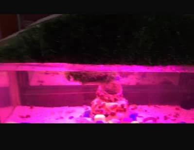 3 fit 9mm fish aquarium like new