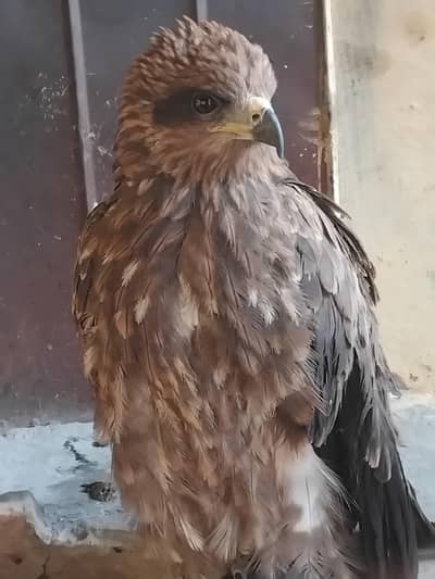 shaheen for sale1000