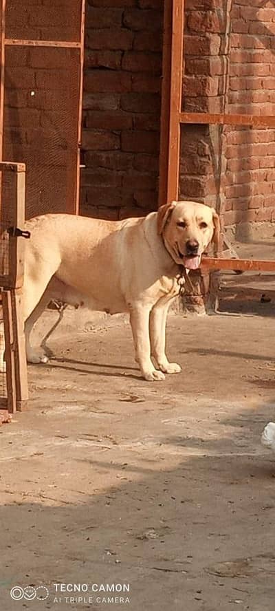 full healthy active female dog