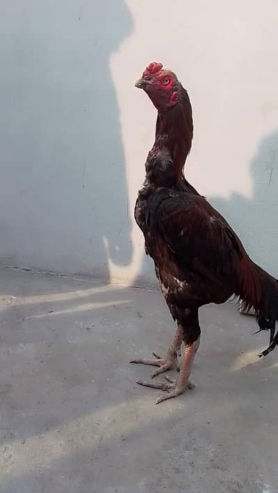 murga for sale 03056513703