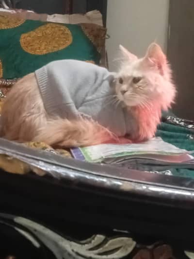 cat and kid for sale