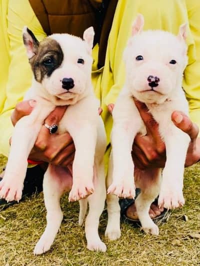 kohati gultar pair 2 mahnt for sale active and healthy