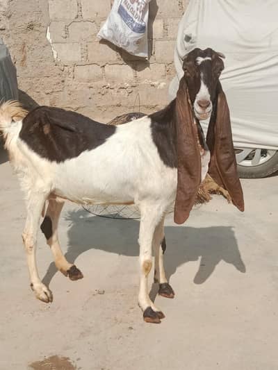 abluck 03012655404 sim or what's app dono pay number ha