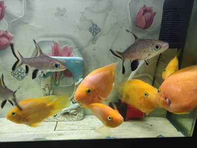 Parrat Fish 5 inch For Sale