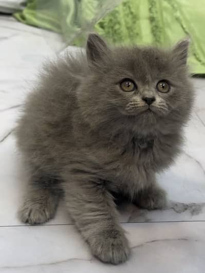 Cute Persian Kitten Tripple Coated female