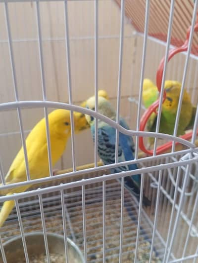 colorful bajees and opal jawa.