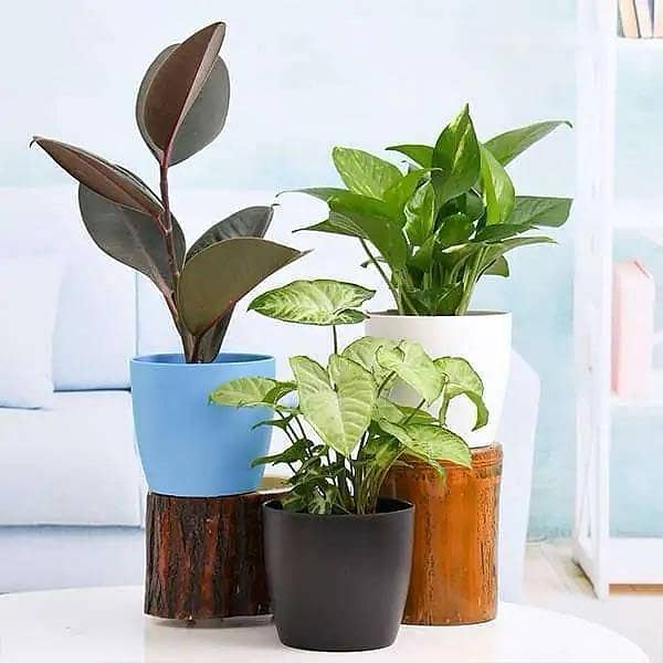Set of 3 Air purifier plants | live indoor plants | plant parlour