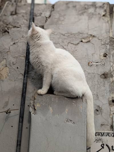 Persian cat female breed
