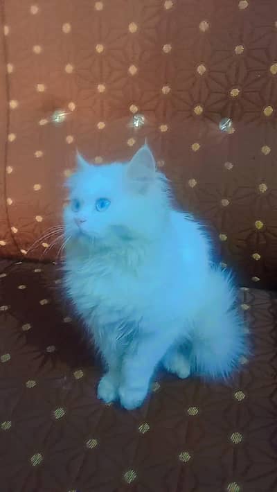 Male white Persian cat