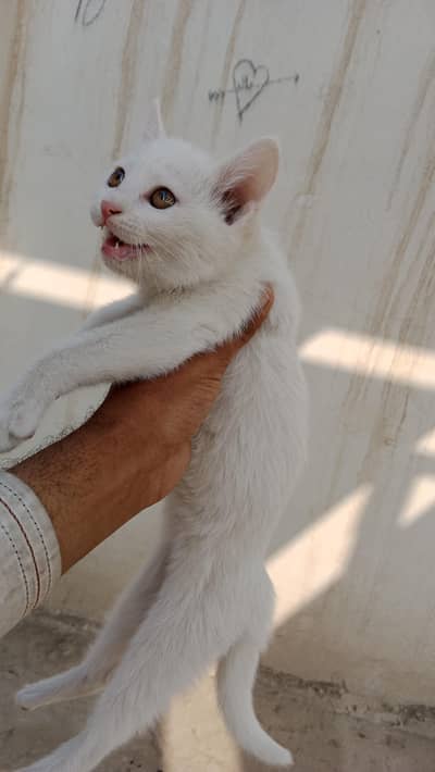 cat Persian. single Court