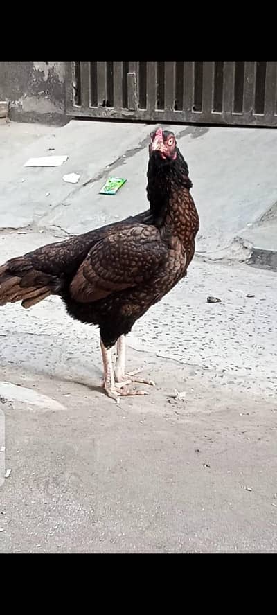 mianwali aseel female