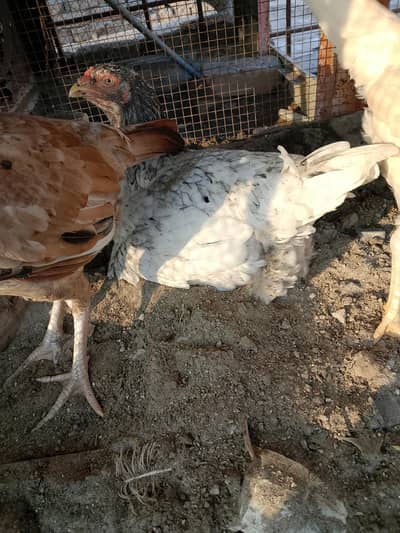 aseel kasni heera mix murgi abhi kurak hui ha