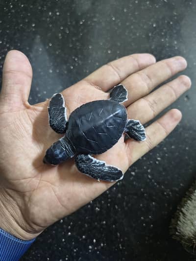 turtle  baby animal