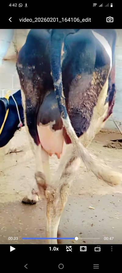 arjent sale frizan cow phla sowa whatsap nmbr 03430527537