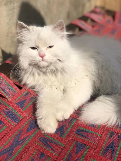 Persian kitten