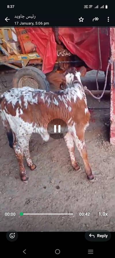 تازہ سوا گائے فار سیل