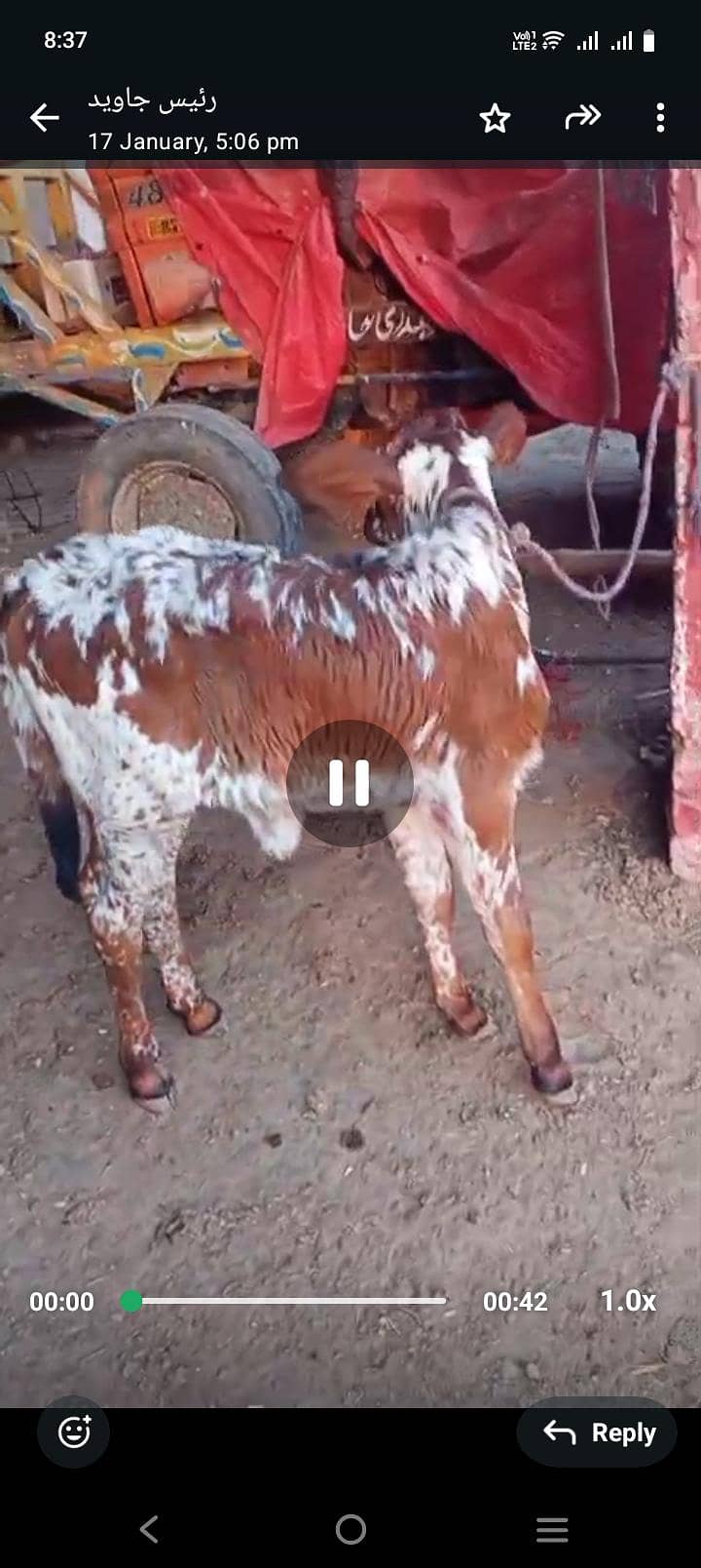 تازہ سوا گائے فار سیل 0