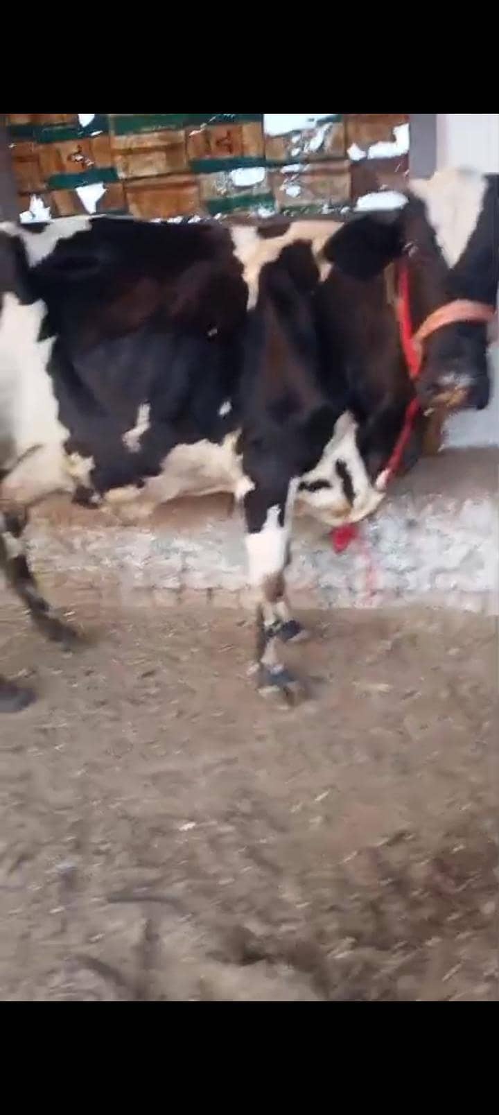 تازہ سوا گائے فار سیل 1