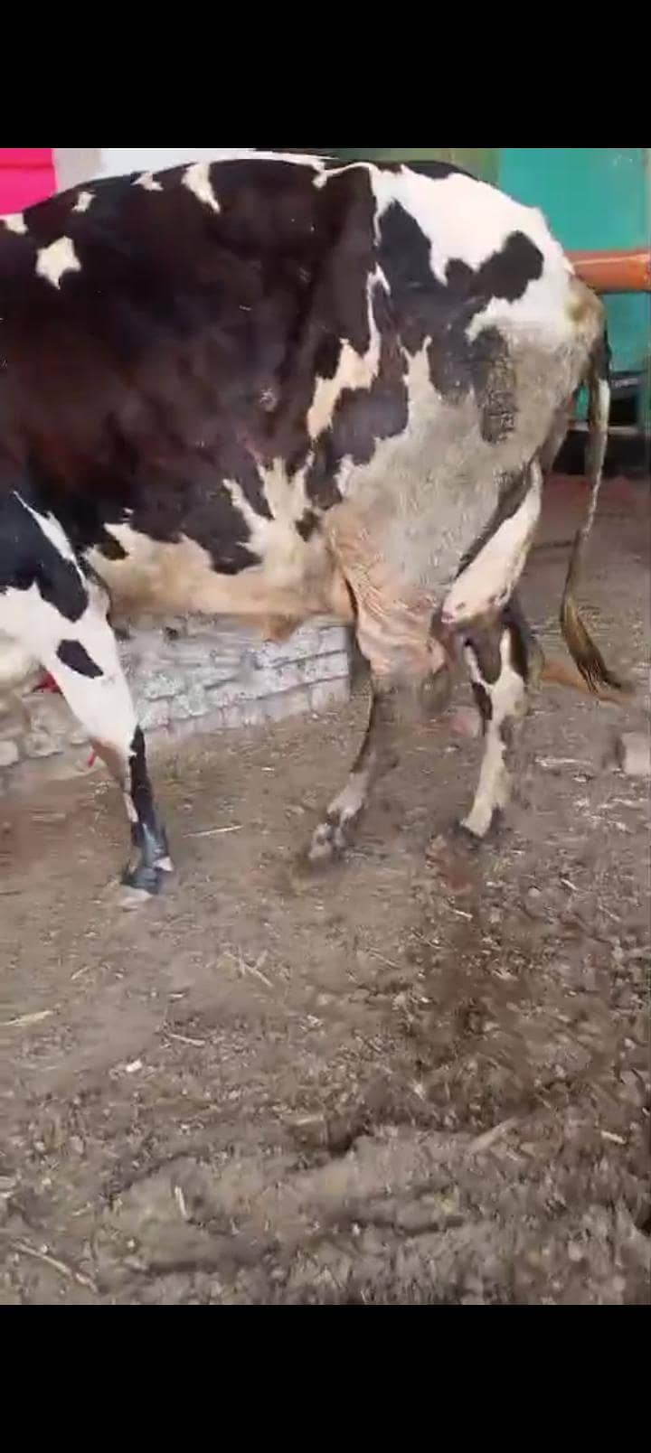 تازہ سوا گائے فار سیل 2