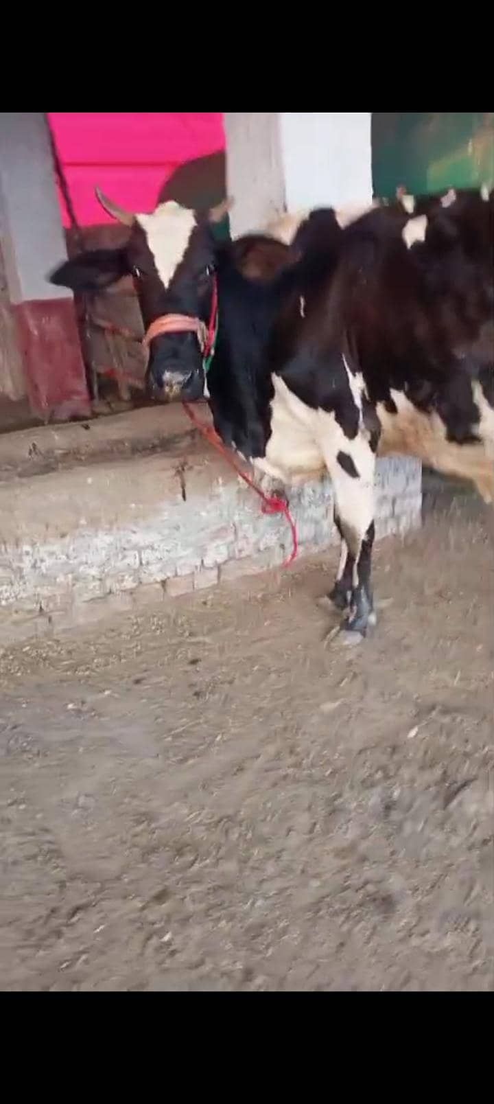 تازہ سوا گائے فار سیل 3