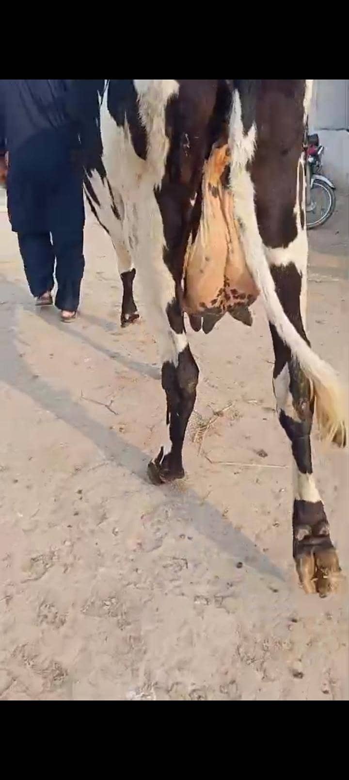 تازہ سوا گائے فار سیل 4