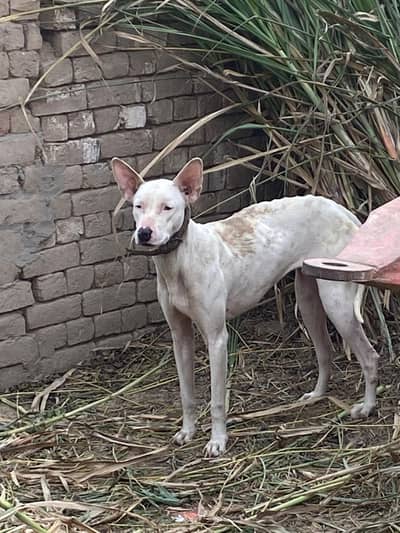 Gultair dog    female  almost 1 year plus age