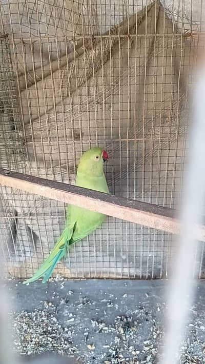 Rose-ringed parakeet