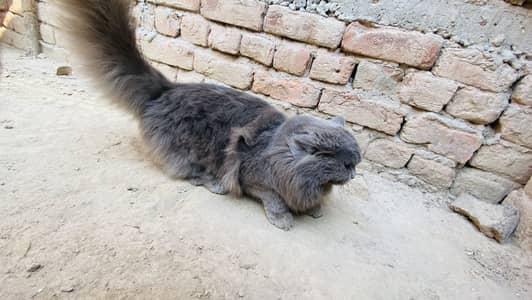 Persian cat available demand 10000