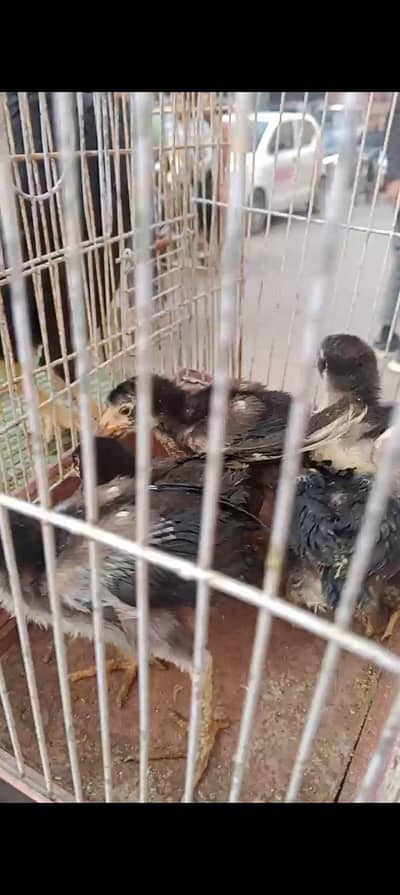 lasani breed k bachy available han 1month or 7month k