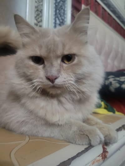 Persian Doll Face Cat for Sale