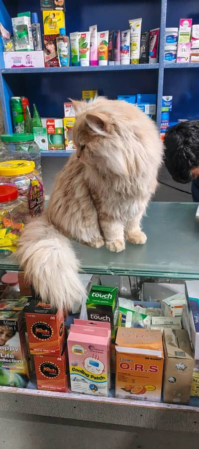 urgent sale. .  Urgent . cat sale lahore shadbagh Amir road 03346134578