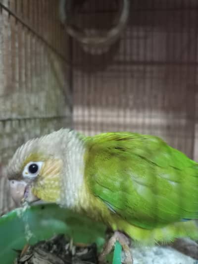 Sun conure & pineapple conure