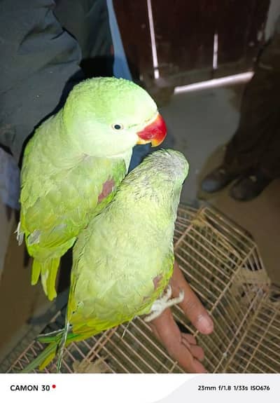kashmiri raw parrot pair for sale 03494878406wahtsap