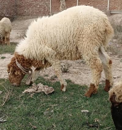 Male Mundra for sale at reasonable price