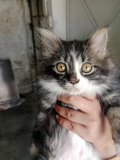 Triple coat Persian baby cat