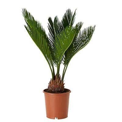 Kangi palm plant | indoor plant | plant parlour