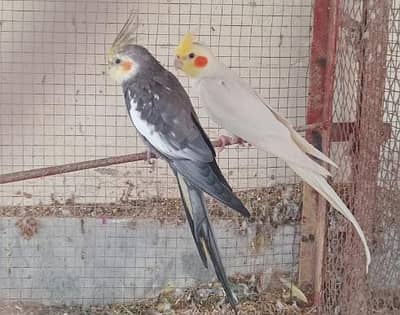 Cocktail pair Ready to Breed