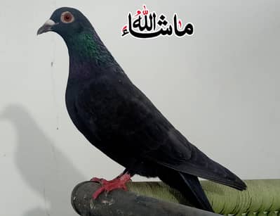 Black  Diamond kasad Breder Female  For Sale