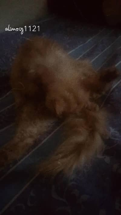 light brown percisn cat  