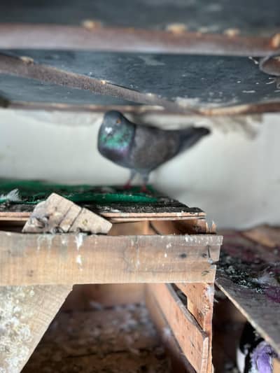 pigeon for sell