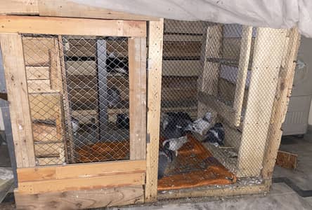 Pigeons for sale all type pairs fancy laga dobaz pair