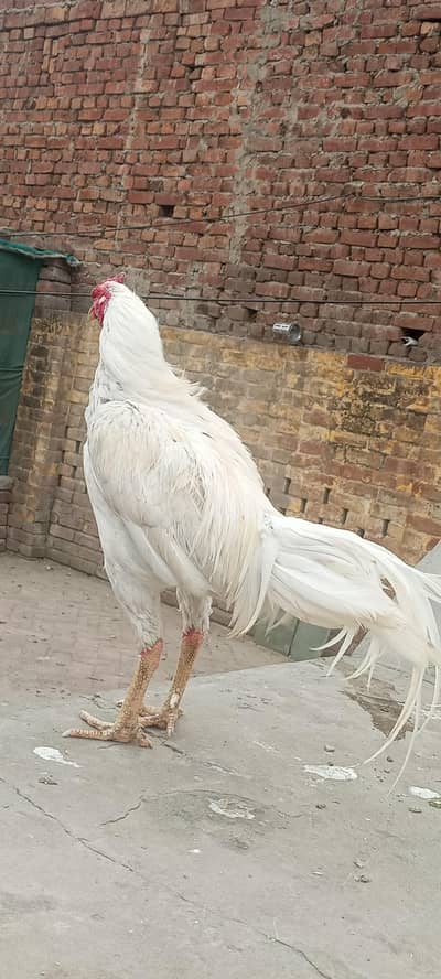 Heera & Aseel Others