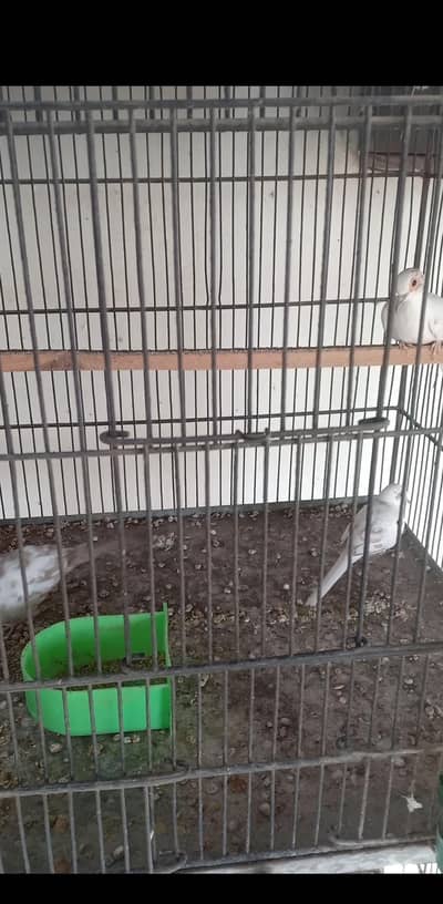 diamond pied, Red pied dove, fawn jawa