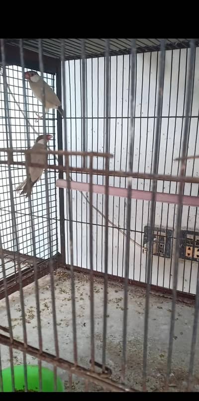 diamond pied, Red pied dove, fawn jawa