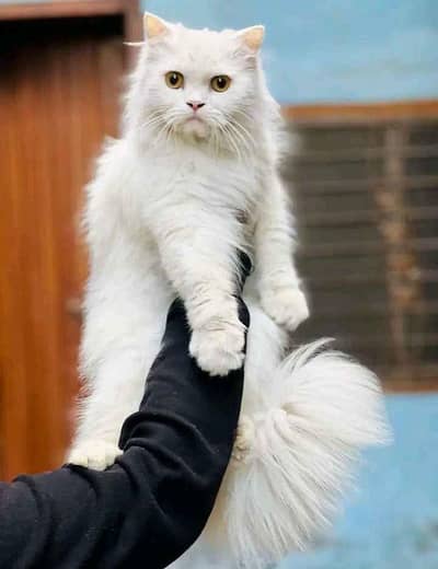 perisan cat triple code washroom trend full healthy and active