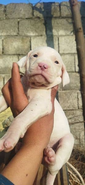 PURE GULTAR PUPPIES FOR SALE