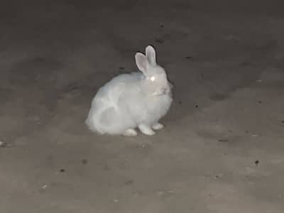 •	میرے صحن کے دو معصوم خرگوش 	•	خرگوش کے دو معصوم بچ