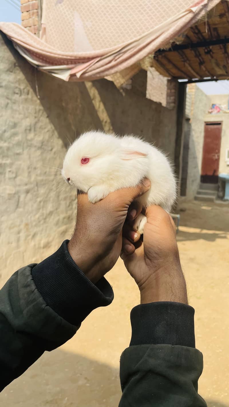 •	میرے صحن کے دو معصوم خرگوش 	•	خرگوش کے دو معصوم بچ 2